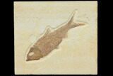 Detailed Fossil Fish (Knightia) - Wyoming #116777-1